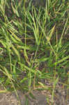 Hairy crabgrass